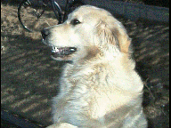 Mackey